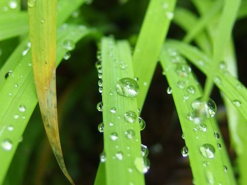 雨の合間の玉川寺