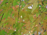 2008年11月19日