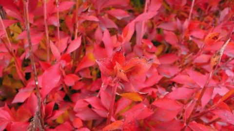 雪に負けない紅色の花が綺麗でした。