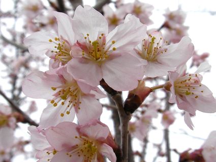 桜咲きました♪