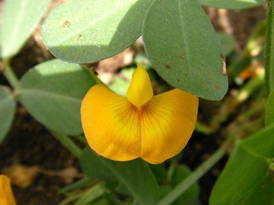 落花生の花