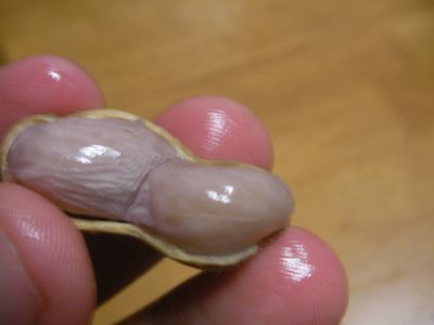 落花生の収穫