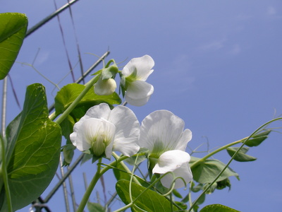 落花生の花