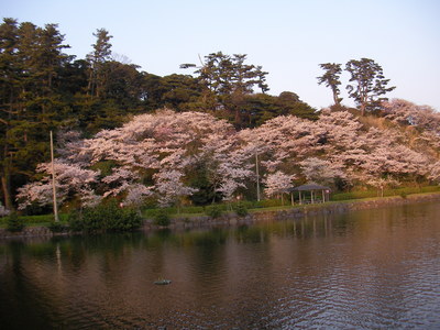 金浦の桜