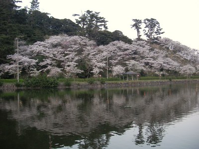 金浦の桜