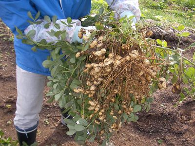 落花生の収穫