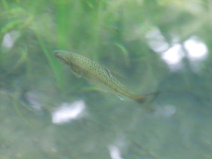 神の魚、跳ねる　～五月の丸池様～