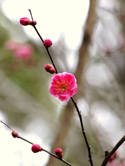 今日の紅梅　～日枝神社　梅だより ③～