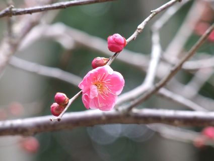 今日の紅梅　～日枝神社　梅だより ③～