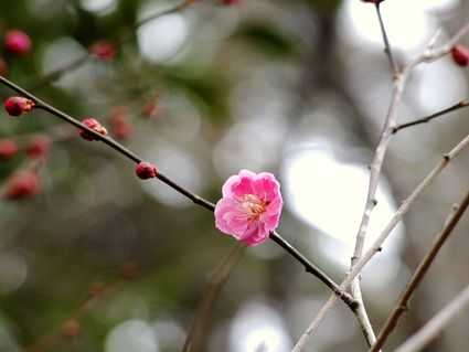 今日の紅梅　～日枝神社　梅だより ③～