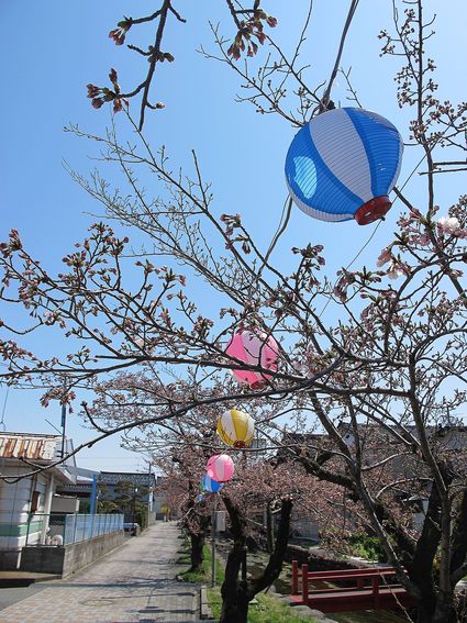 透かし桜♪