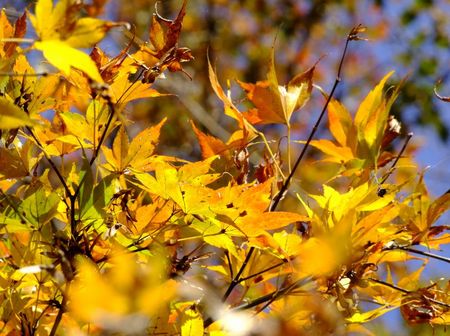 11月の玉川寺