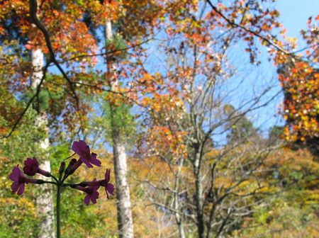 11月の玉川寺