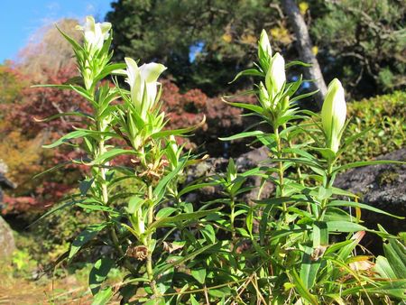 11月の玉川寺