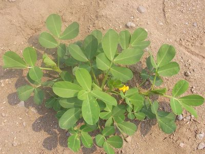 落花生の花