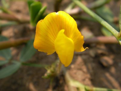 落花生の花