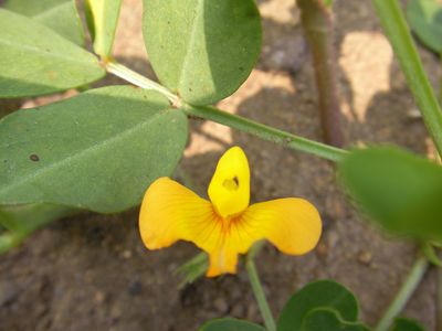 落花生の花