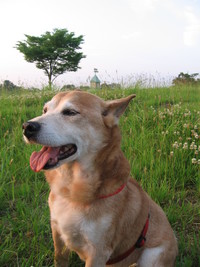愛犬　ちーず・こ犬