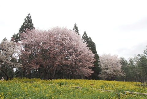 大俵の一本桜