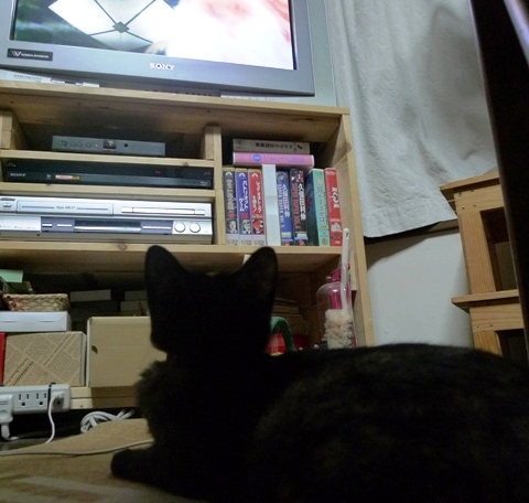 猫の番組を見るネコ