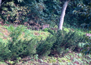 【朝に猿軍団】