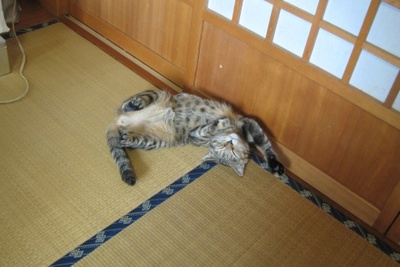 【イヤミさんの格好で寝る面白い寝姿です・・・】