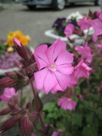 花！