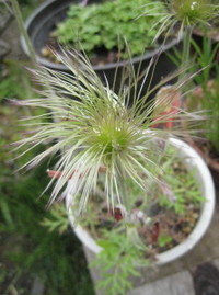 花！
