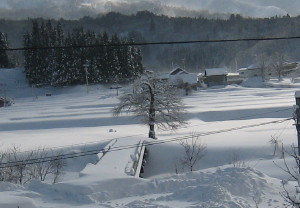 【雪の中の桜の木】