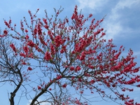 春の庭