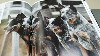 世界で一番美しい犬の図鑑