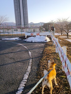 柴男の散歩