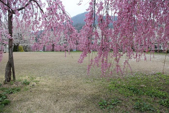さくら公園の枝垂桜