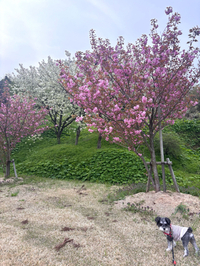 東平田さくら公園の八重桜ヽ(^◇^*)/ ﾜｰｲ