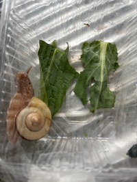 でんでん虫の観察ヽ(^◇^*)/ ﾜｰｲ