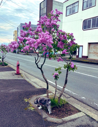 春の花がいっぱい〜ヽ(^◇^*)/ ﾜｰｲ