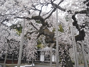 高仙寺の桜
