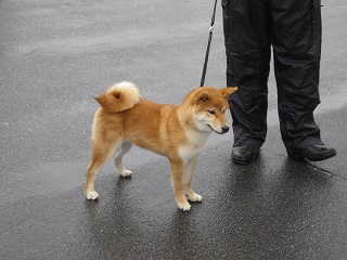 日本犬保存会・秋の展覧会
