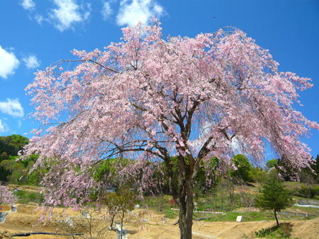 注連寺の桜