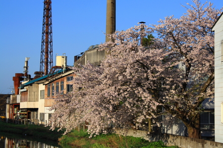 煙突と桜