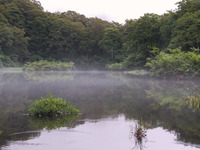 朝もやの鶴間池