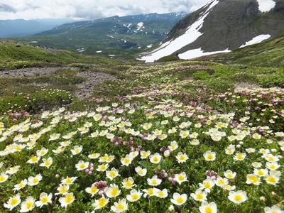 北海道の山の花たち