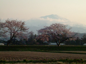 手蔵田の桜