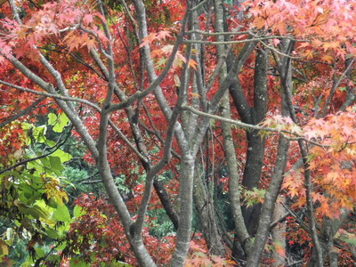 眺海の森　紅葉