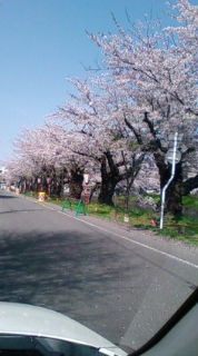 ✿桜満開✿