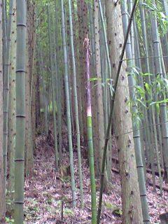 丸池さま…