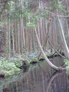 牛渡川…梅花藻