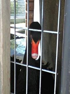 白鳥のたまご