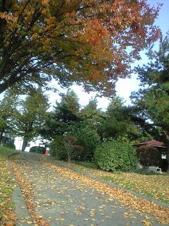 ちいさな紅葉