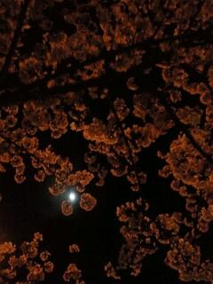桜…櫻…